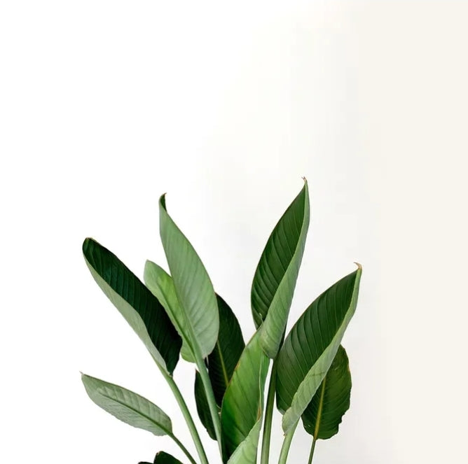 Assam BOP Tea image 1