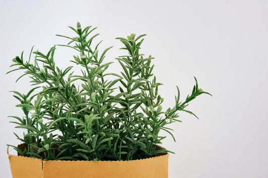 Rosemary Powder image 0