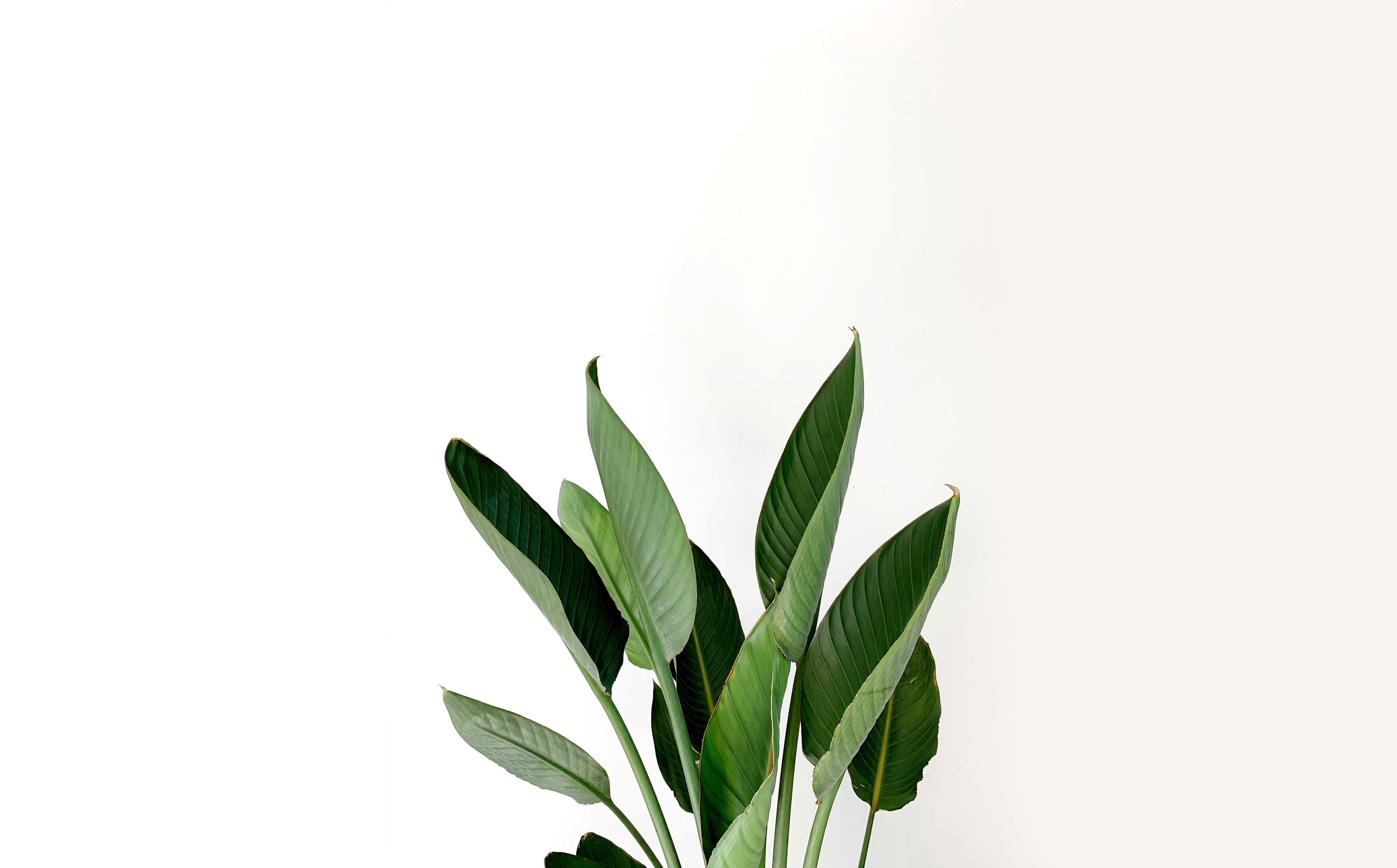 Bay Leaf Whole - Sold in 1/4 oz image 1