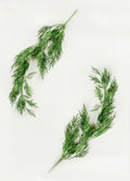 Dill Weed Cut image 0